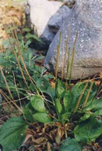 The Health Benefits of Ribwort Image